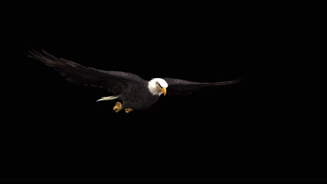 Ein-Amerikanischer-Weißkopfseeadler-Gleitet-Auf-Schwarzem-Hintergrund-Mit-Alphakanal-Am-Ende-Des-Videos,-3D-Animation,-Perspektivischer-Ansicht,-Animierten-Tieren,-Nahtloser-Schleifenanimation