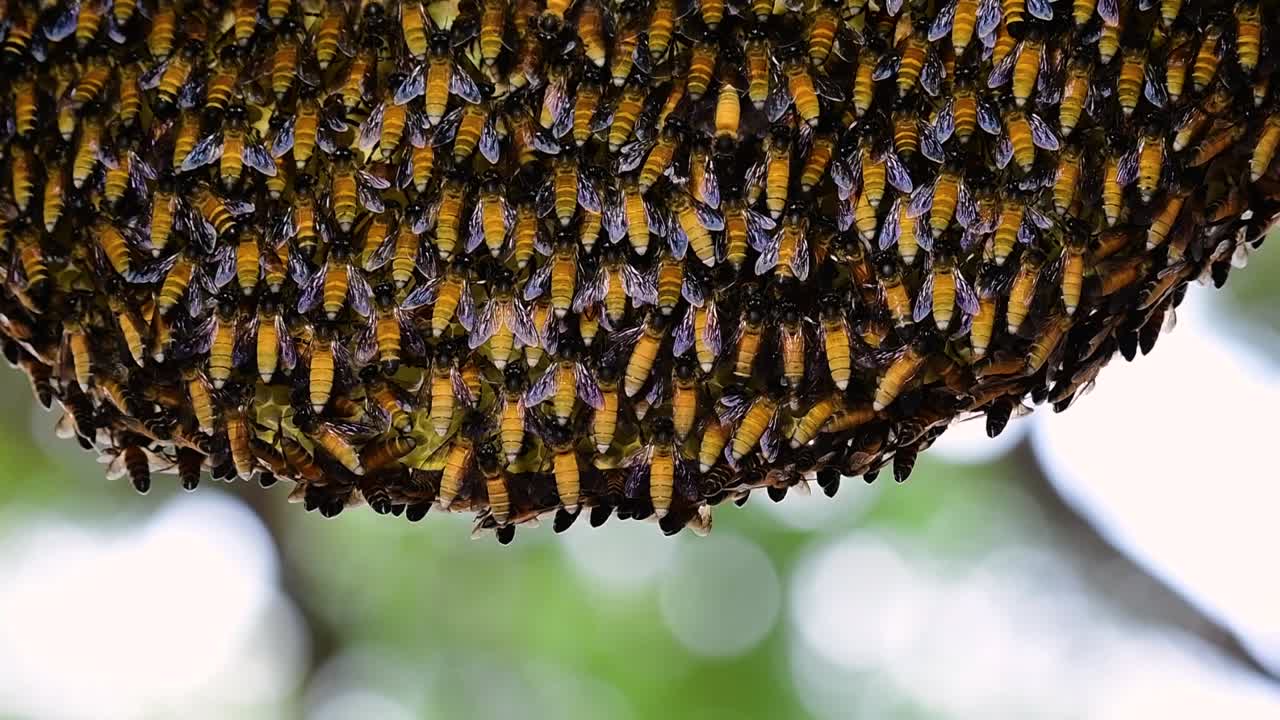 se sabe que las abejas melíferas gigantes construyen grandes colonias de nidos con bolsillos simétricos hechos de cera para almacenar miel como fuente de alimento.