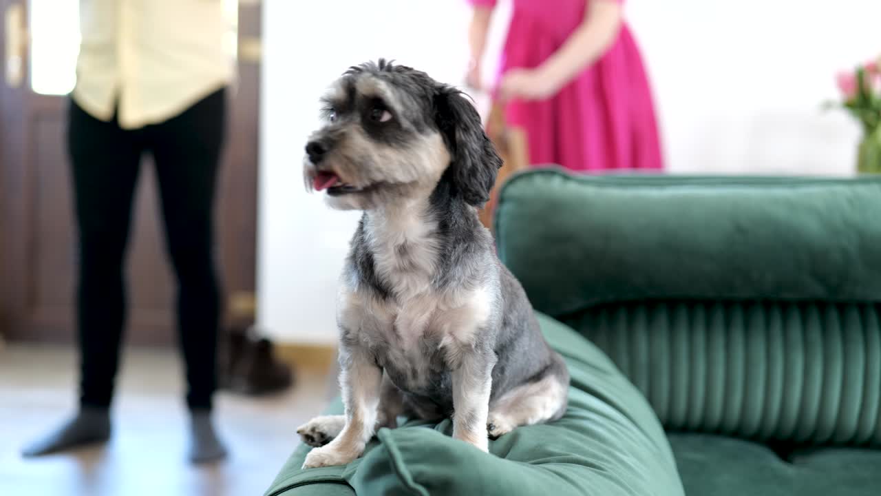 소파에 앉아있는 작은 개는 사람들을 둘러보고 있습니다.