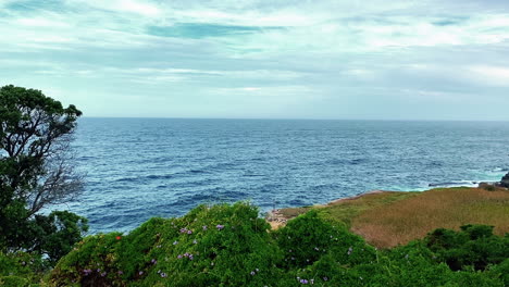 blue waters of clovelly beach beside green trees on the coastline in new south wales, australia