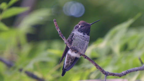 Sunlight-on-hummingbird-sitting-on-branch-in-slow-motion