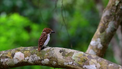 Ein-Baum-Eisvogel-Und-Einer-Der-Schönsten-Vögel-Thailands-In-Den-Tropischen-Regenwäldern