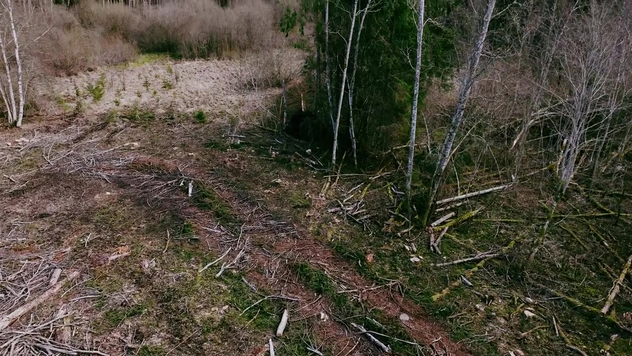 Nordeuropæisk skovlandskab, der viser høstpåvirkning og genvækst.