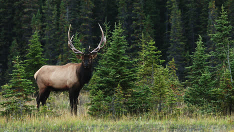 hermoso alce de toro parado al borde del bosque en celo, alberta, canadá