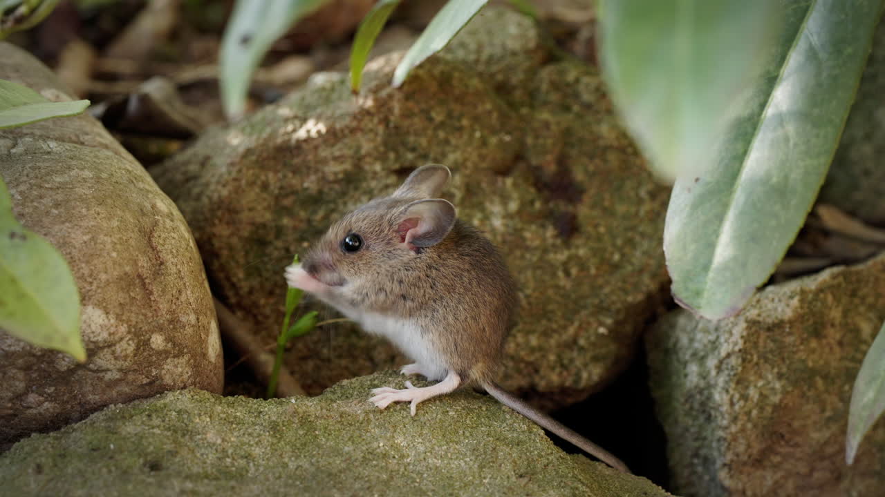 Mouse sits on a stone and wipes or cleans his nose. Later, it jumps out of the picture onto the stone further back.