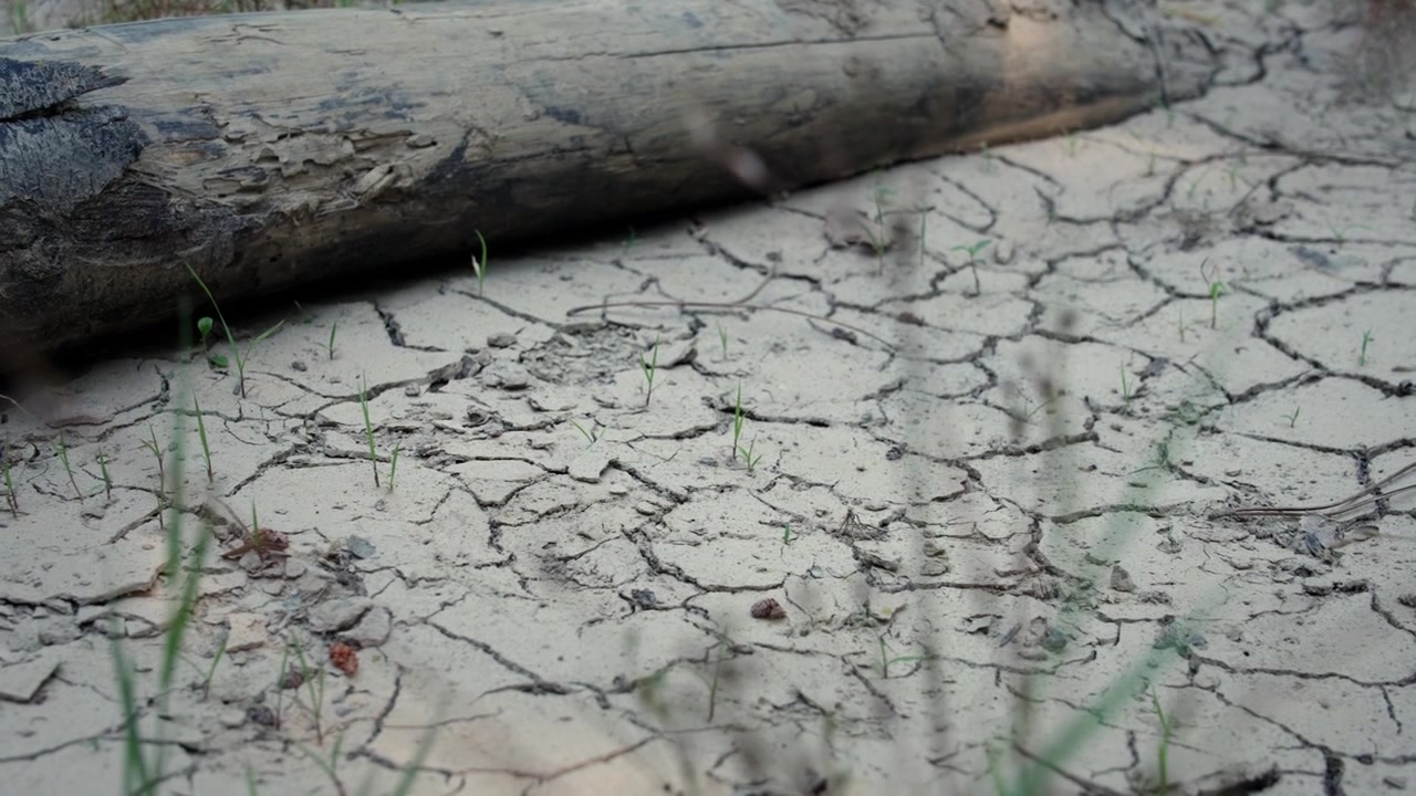 Caldo estremo che causa grave siccità e terra screpolata vicino a vegetazione morta