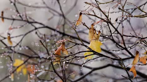 Hojas-Y-Ramas-De-árboles-A-Finales-De-Otoño-Durante-La-Lluvia.