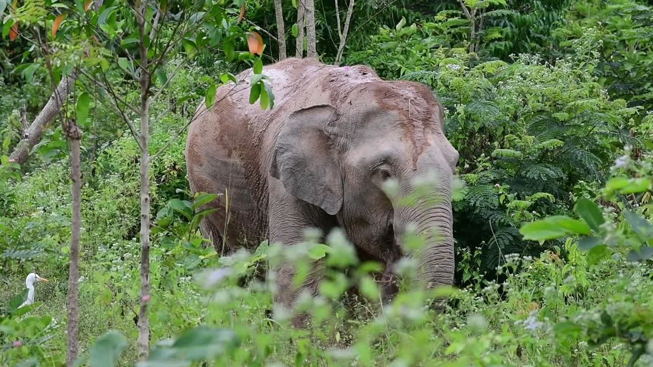 los elefantes asiáticos son especies en peligro de extinción y también son residentes de tailandia