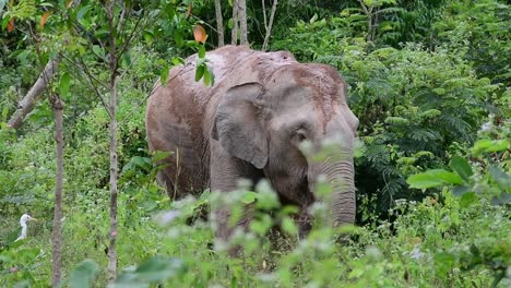 the asiatic elephants are endangered species and they are also residents of thailand