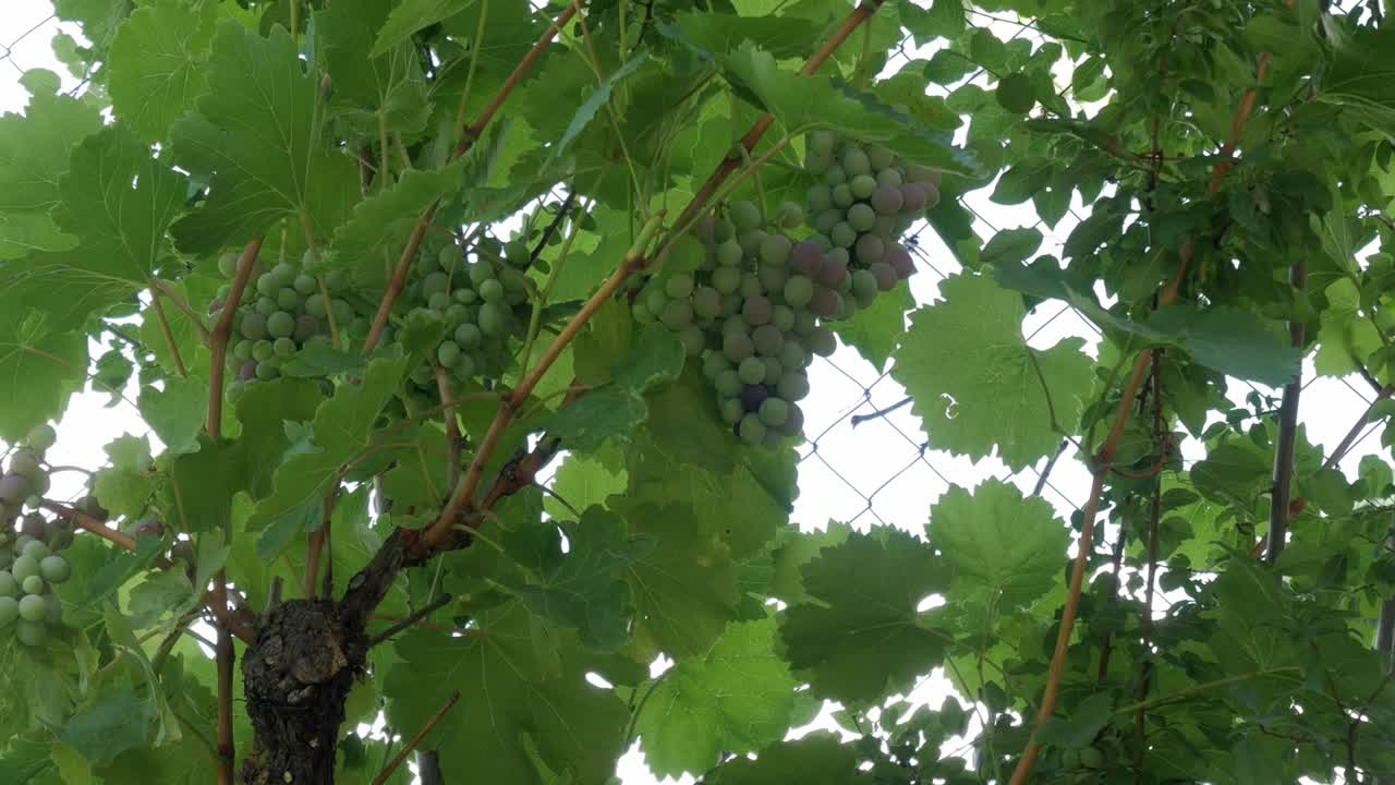 Grapevine growing with bunches of green grapes, partially ripening in a kitchen garden