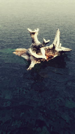 driftwood floating on calm water