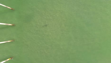 top down aerial view of a lone shark swimming close to a wooden pier on the shore