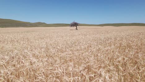 drone duwt in boven tarwe langzaam zwaaien in de wind in verlaten droog landschap