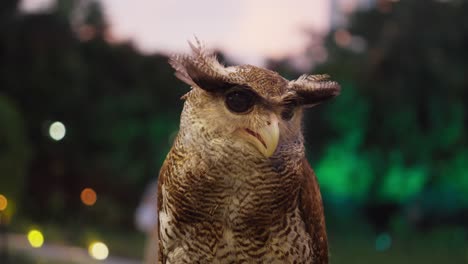 Beluk-Jampuk-Barrado-Búho-Real-O-Bubo-Sumatranus-Con-Luces-De-Fondo-Bokeh