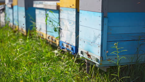row of beehives on green grass. busy bees flying into the wooden hive. insects near garden bee house. apiculture concept.