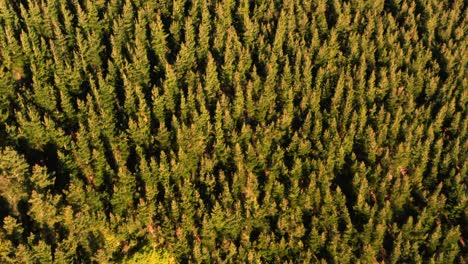 Sonne,-Europa,-Bäume,-Wald,-Gelb,-Oben,-Natürlich,-Stamm,-Fahrbahn,-Landschaft,-Auto,-Asphalt,-Weg,-Transport,-Sommer,-Berg,-Jahreszeit,-Wanderweg,-Park,-Landschaft,-Bunt,-Reise,-Herbst