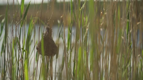 A-birds-nest-flowing-in-the-wind-on-reeds-with-a-river-in-the-background