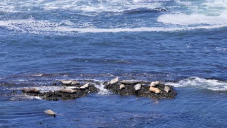 Eine-Gruppe-Seehunde-Wird-Durch-Die-Wellen-Der-Flut-Gestört,-Die-Sie-Von-Ihrem-Sitz-Stoßen