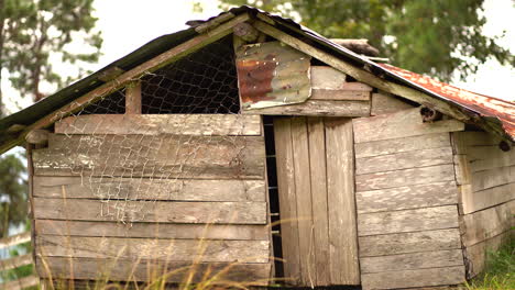 old wooden shack in forest