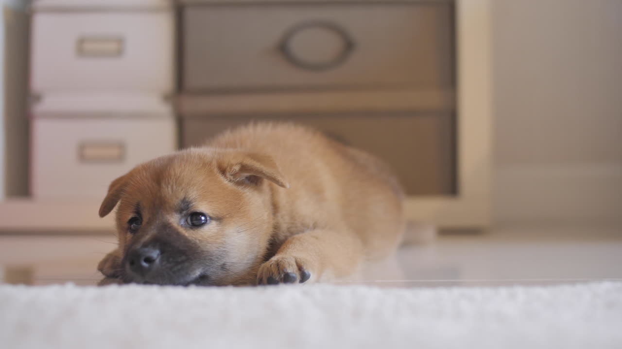 피곤한 귀여운 작은  ⁇ 은 시바 이누 강아지가 바닥에서 깊이 잠을 자고 있습니다.