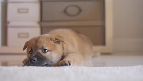 cansado pequeño chiquillo rojo shiba inu durmiendo profundamente en el suelo