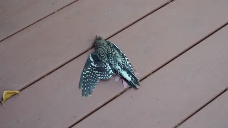 bird with injured wing on wooden deck - top view woodpecker labored breathing