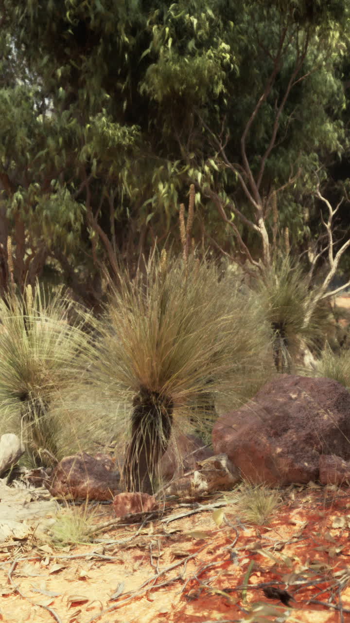 사바나 초원과 숲