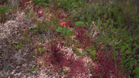숲 에서 자라는 다채로운 야생 꽃 - drosera intermedia sundew