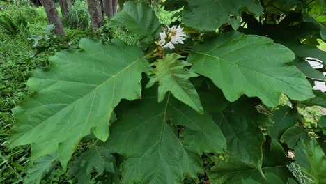 close-up of solanum chrysotrichum plant in bloom