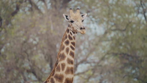 giraffe walking through the bush and trees in gonarezhou national park, zimbabwe, africa. a close up captures its natural movement and grace in the wild part 1