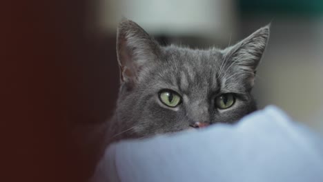 gray cat with green eyes hiding