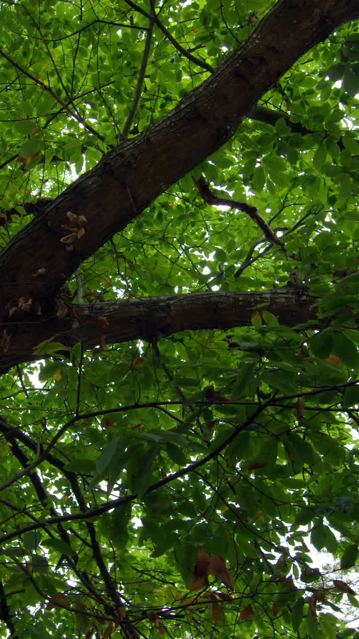 Low angle view of lush green tree