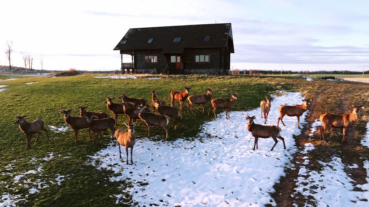 Calm herd of red deer wanders peacefully on half-frozen field near wooden lodge