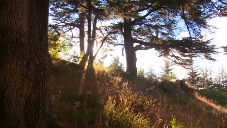 Incline-Hacia-Arriba-Mientras-El-Sol-Brilla-A-Través-De-Un-Bosque-De-Cedros-Del-Líbano