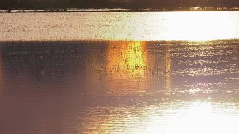 Sunlight-reflecting-on-calm-water,-rice-field-at-sunrise