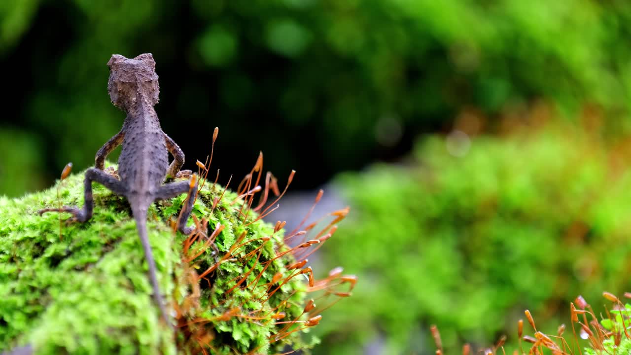 visto a la izquierda en un montículo de musgo y luego gira hacia la izquierda mientras una hormiga negra baja por su cuerpo y atraviesa el musgo, brown pricklenape acanthosaura lepidogaster, parque nacional khao yai