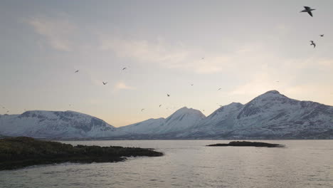 Seagull-Colony-Flying-In-Tromvik-Snowy-Fjord-Landscape,-Slowmo-Aerial