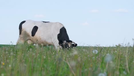 Brown Cow Grazing on Lush Green Meadow in Countryside Brown Cow Grazing on Lush Green Meadow in Countryside