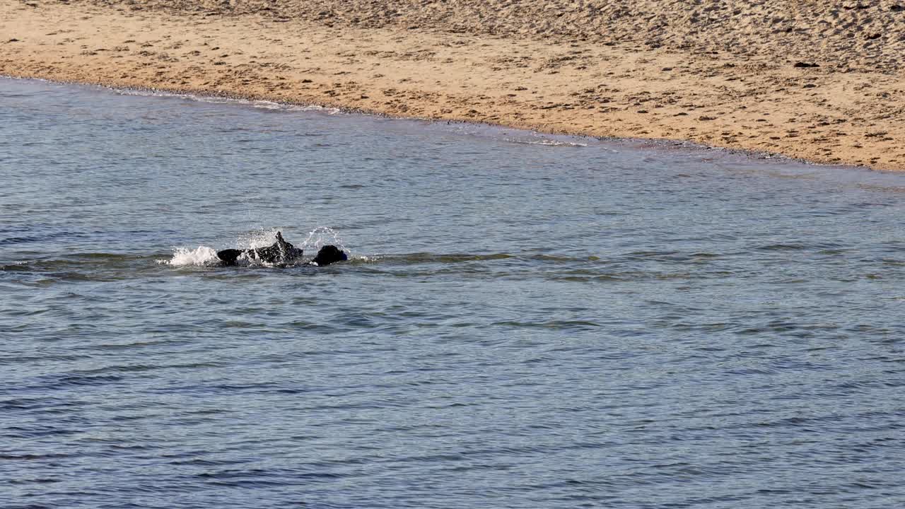 해변을 향해 수영하는 개