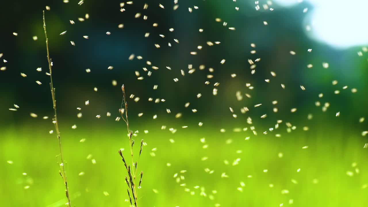 은 날씨에 푸른 에서 높은 풀 위에 날아다니는 파리 무리가 자연의 아름다움을 포착합니다.