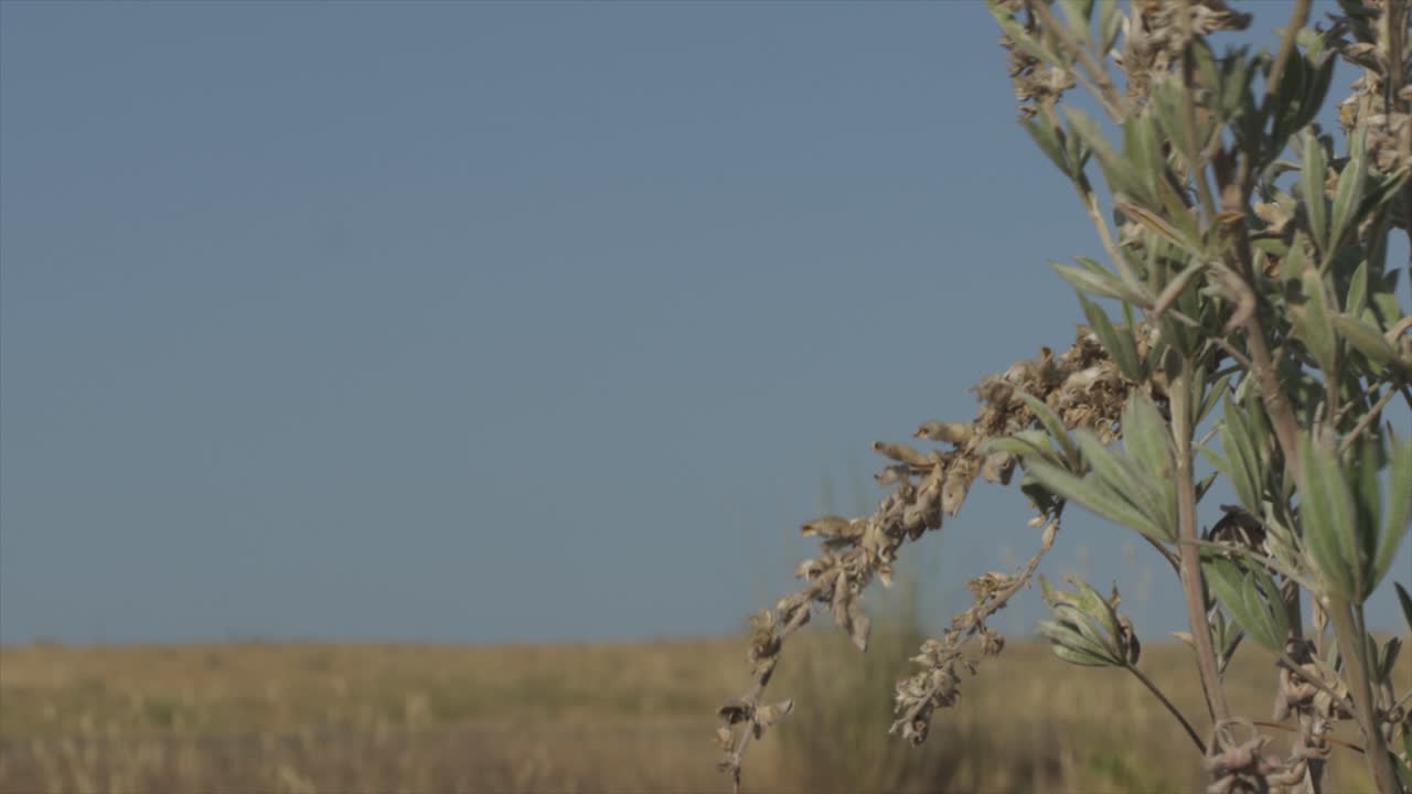 dry desert rocky grassland landscape. weeds blowing in the breeze as a red car drives by in the background