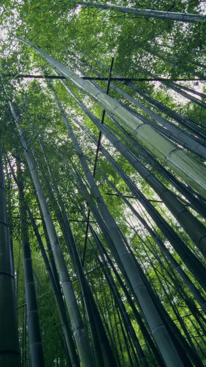 Bamboo Forest Canopy