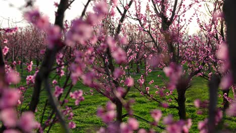 pink orchard with blossoming apricot trees during sunset of spring