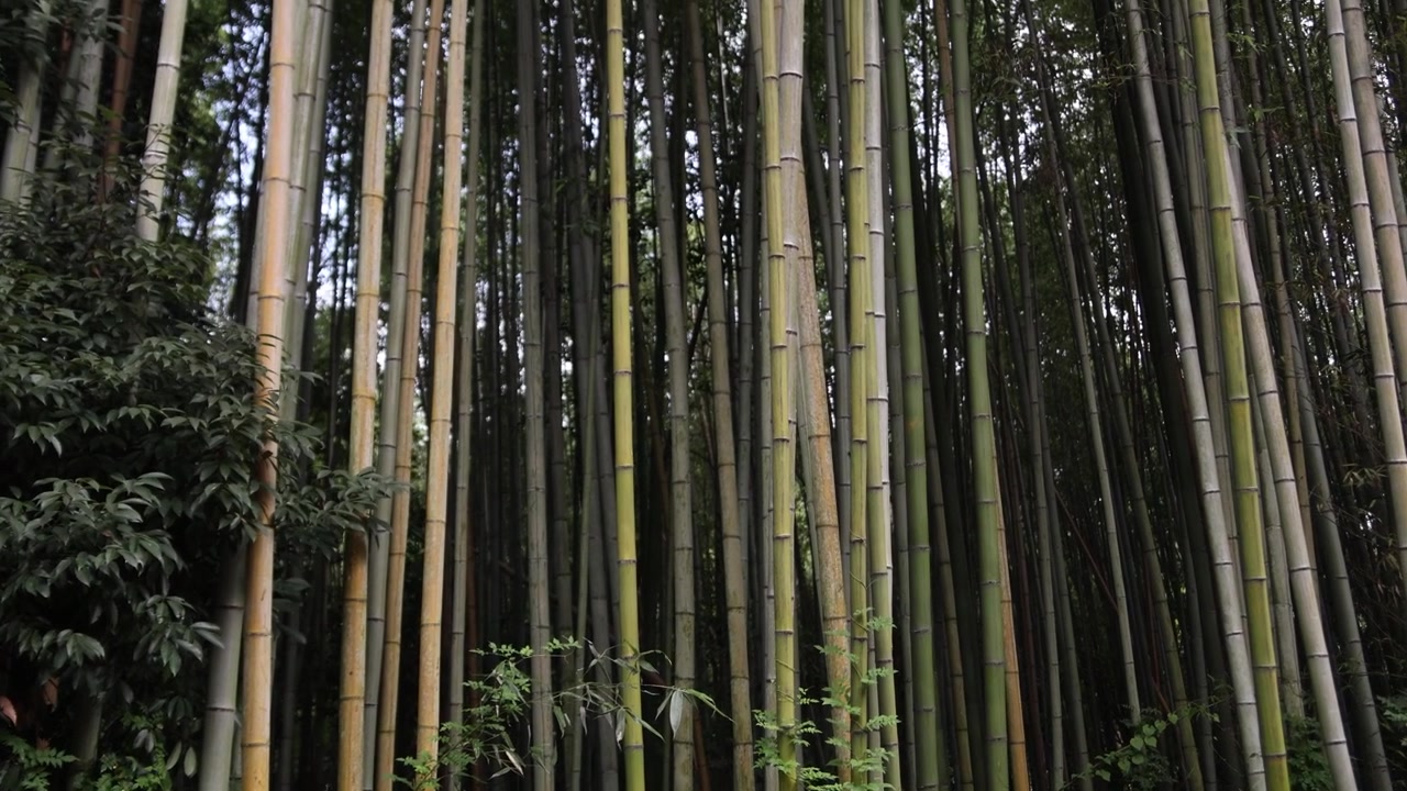 Fitta distesa di alti tronchi di bambù all'interno del Bosco di Bambù di Arashiyama, che crea forti motivi verticali e un'atmosfera di foresta verde e ombreggiata a Kyoto, Giappone.