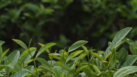 Cerrar-La-Mano-De-Una-Mujer-Recogiendo-Una-Licencia-De-Té-Verde-Fresco-En-La-Terraza-De-La-Plantación-De-Té