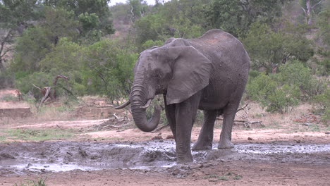 lone elephant wallows with trunk in mud in african bushland