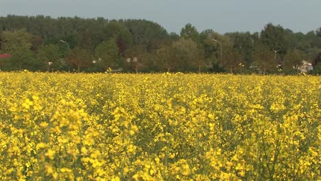 yellow rape or canola field in bavaria, germany