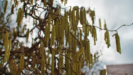 Medium-shot-of-a-hazelnut-tree-on-a-sunny-morning-in-February