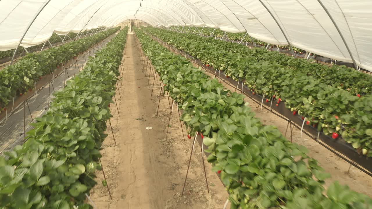 imágenes aéreas de grandes granjas de invernadero en españa