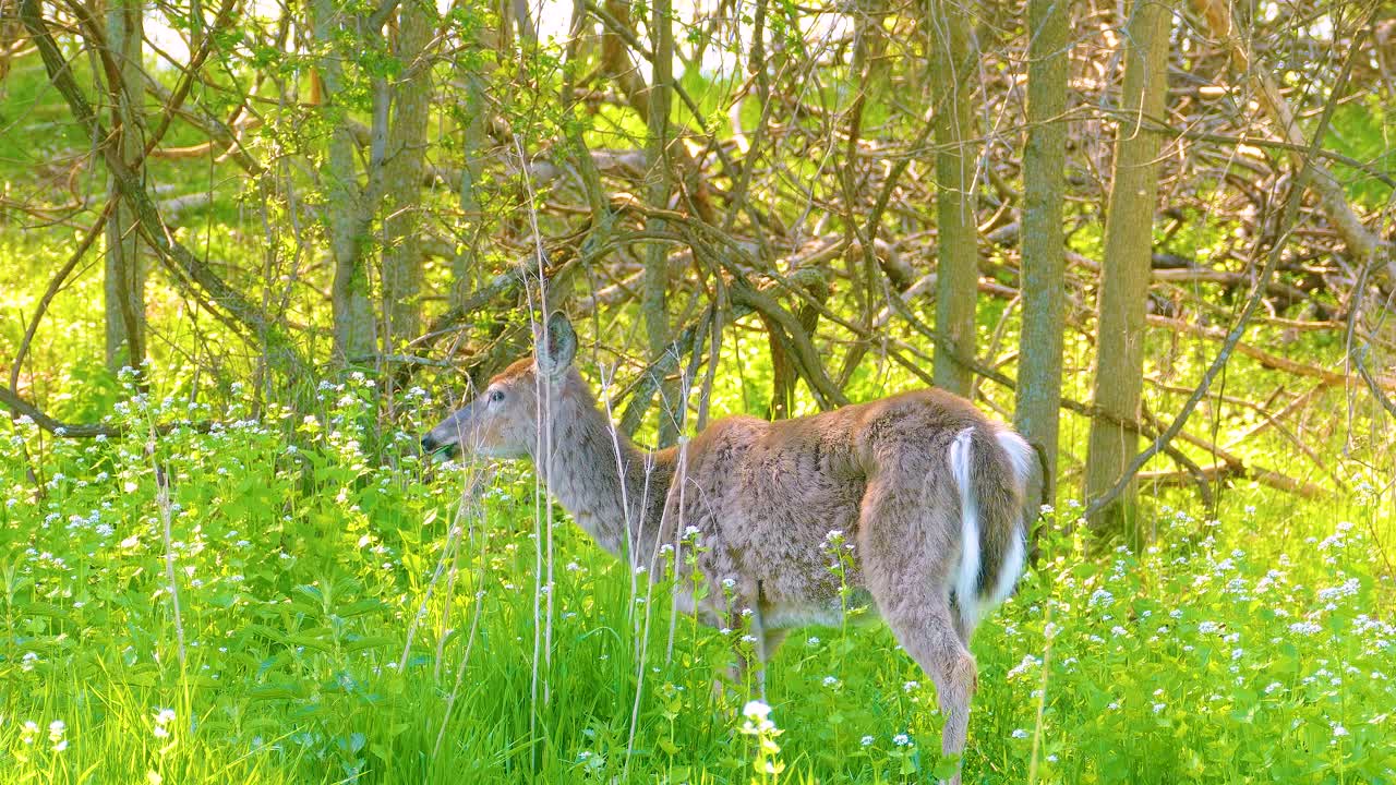 Lone deer grazing peacefully in a sunlit forest near Ottawa, Ontario, Canada. The bright daylight highlights the serene wildlife scene, with the deer blending into the natural woodland surroundings.